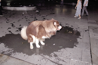 狗狗随地大小便