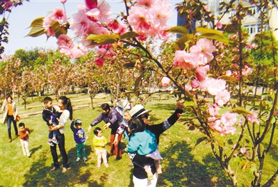 西政渝北校区樱花大面积盛开,吸引不少市民,摄影爱好者来这里赏花,拍图片