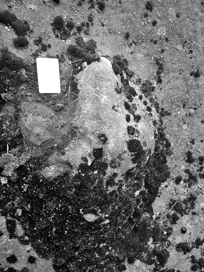 这可不是石头开花,这是恐龙脚板印!